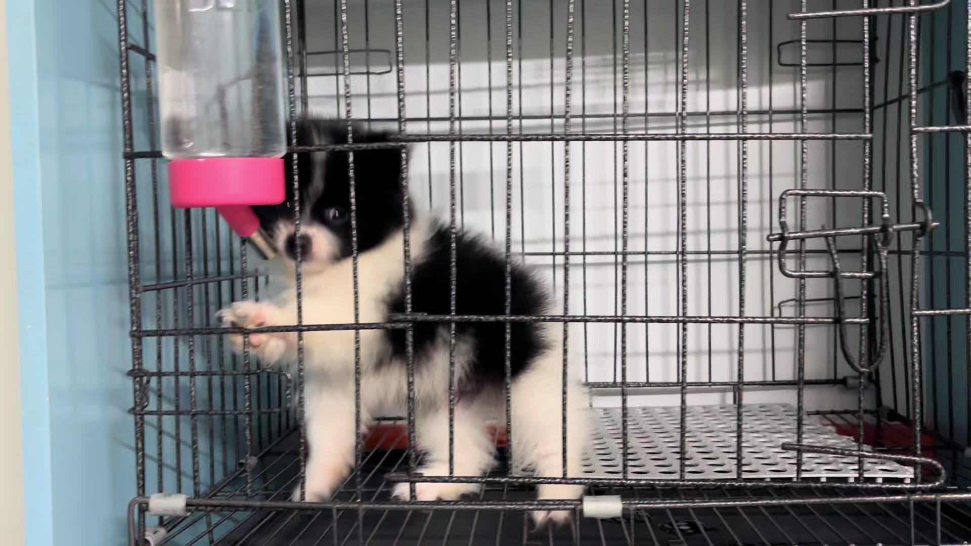 @PetHouse - Thế giới Pet