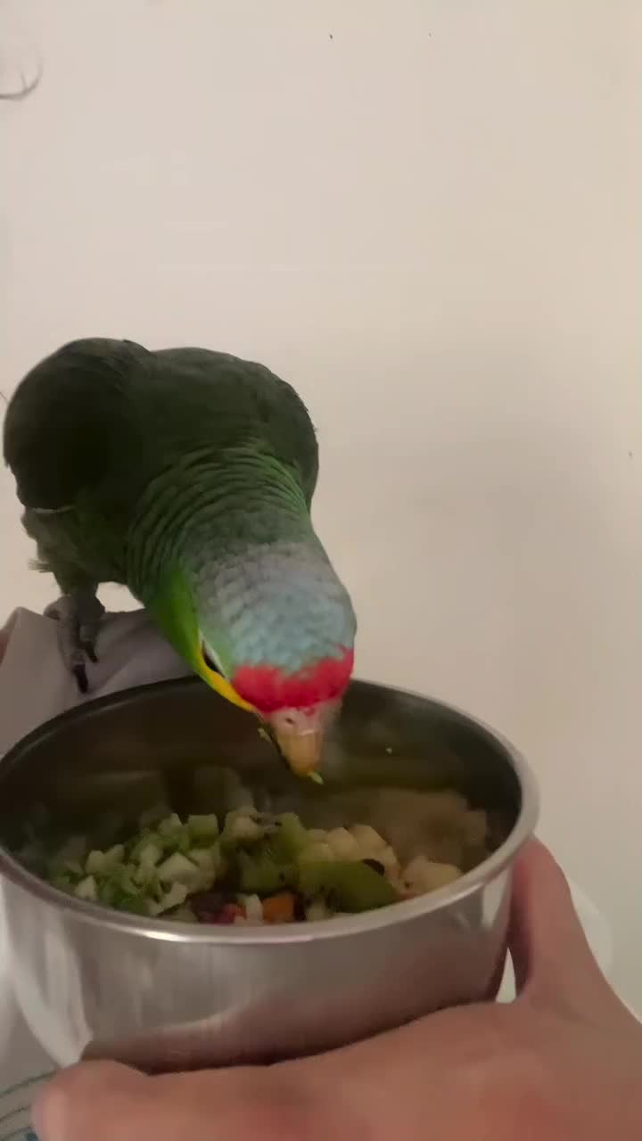 @Aviario FIFUS Guadalajara