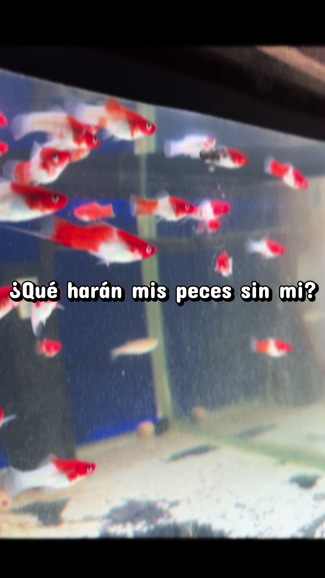 @Acuario Fish Lovers