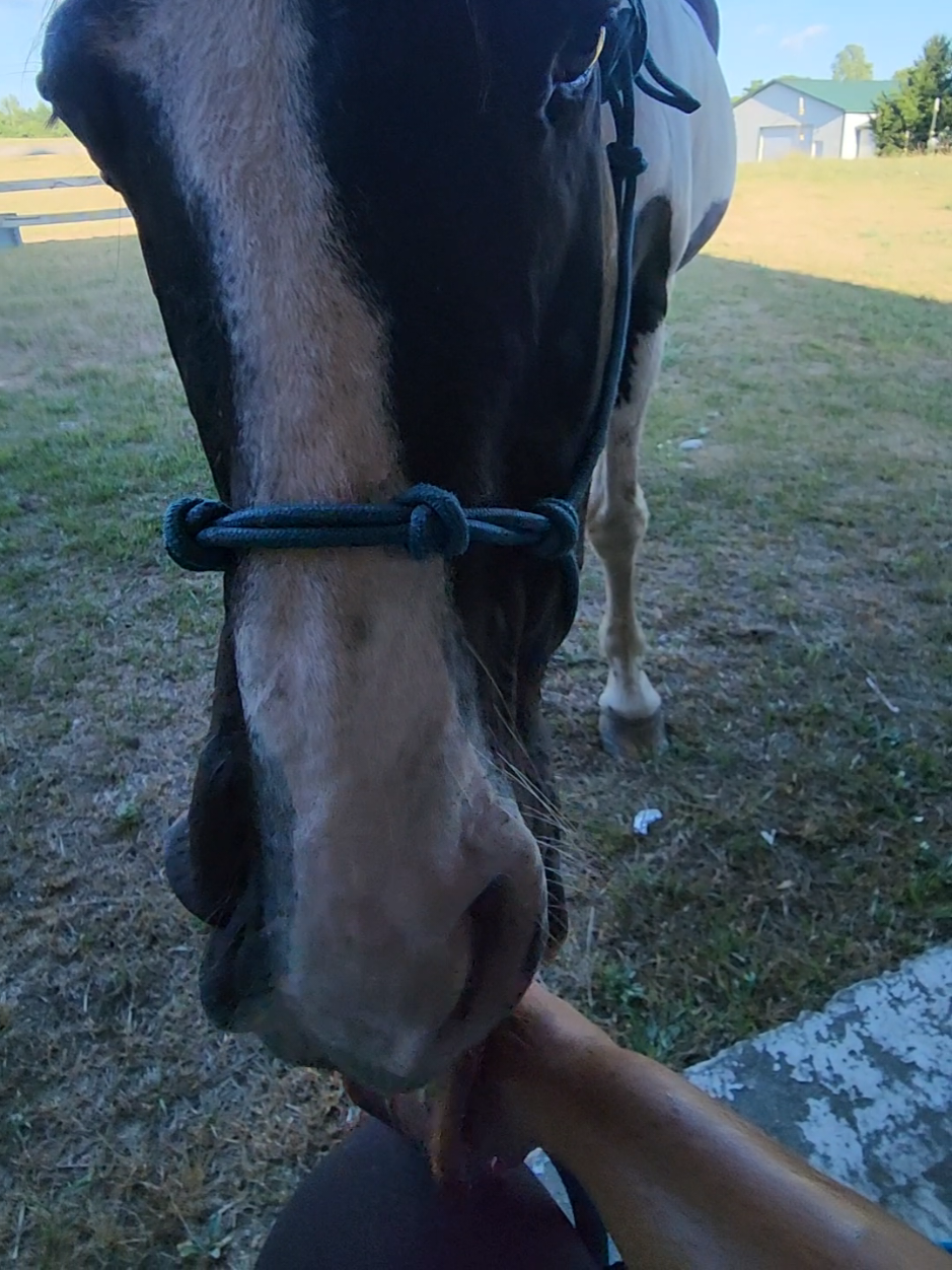 @minihorsemomandtrainer🐴🐴🐴🐴
