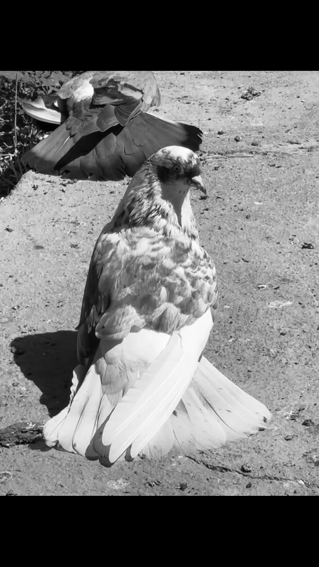 @𝗧𝗲𝘇𝗲 𝗠𝗲𝗵𝗹𝗲 🕊️