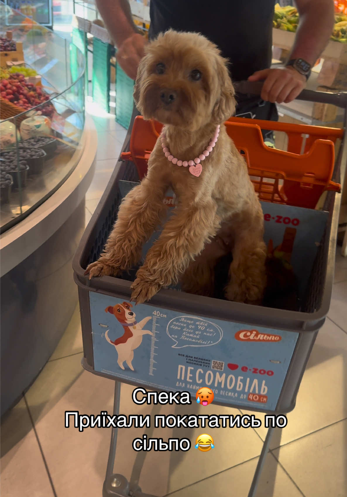 @Puppy’s Maltipoo Kiev