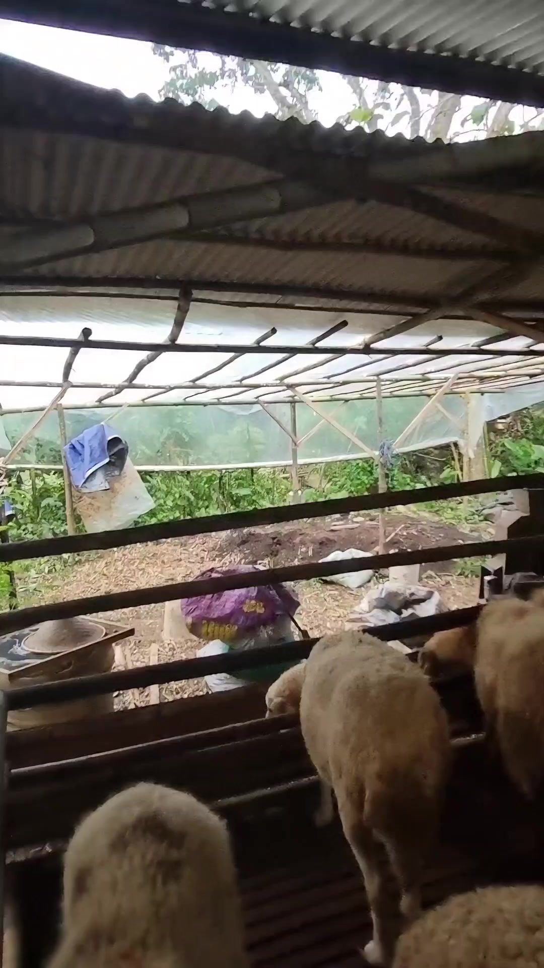 @Kambing Burja Official