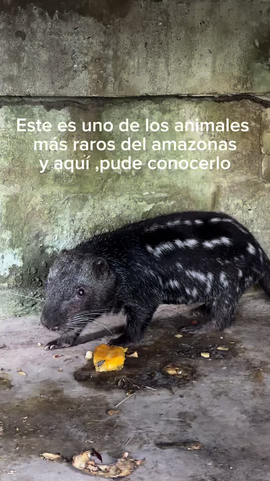 @Jair Herrera 🐆
