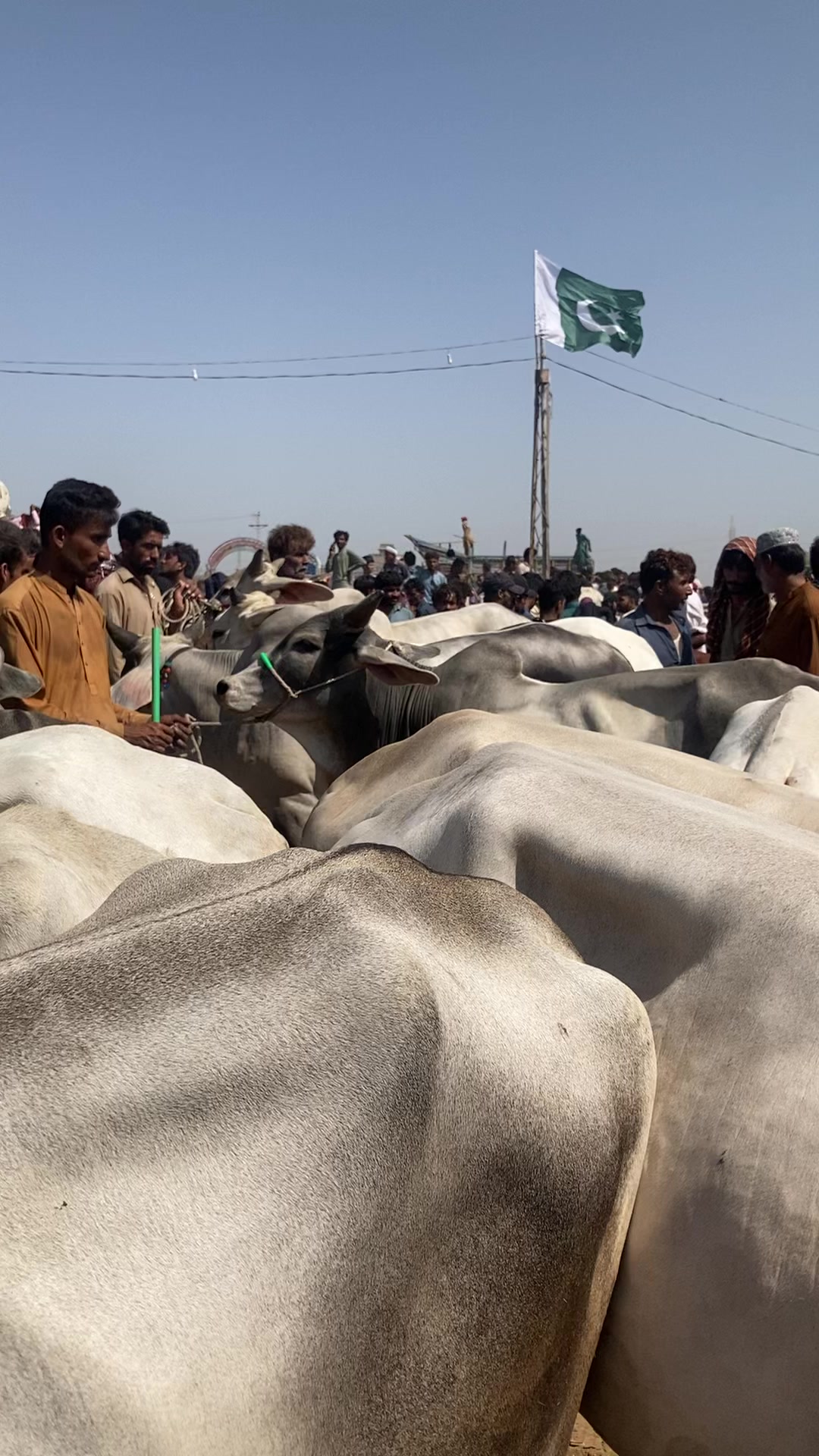 @cattle update Hyderabad