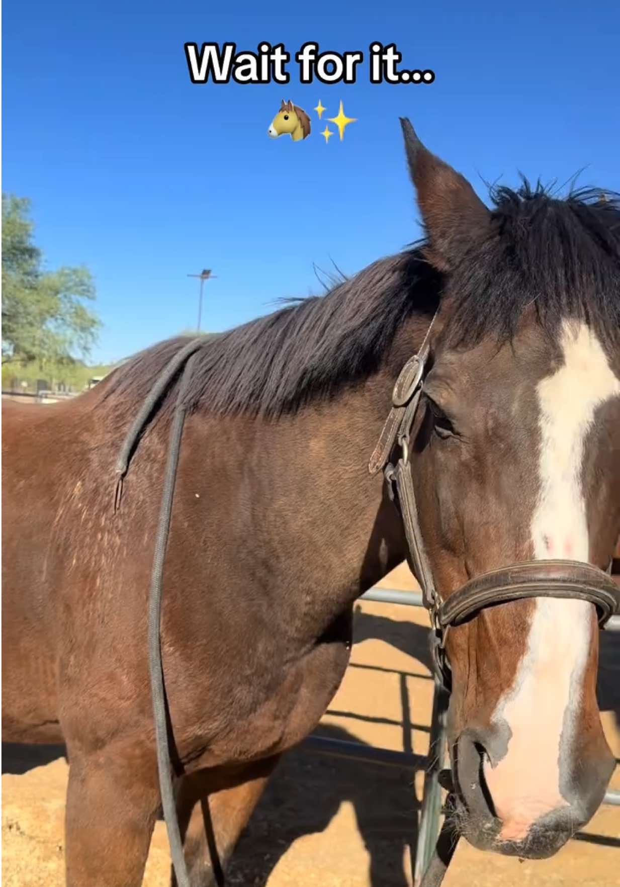 @✨🐴Cowgirl Central Co.