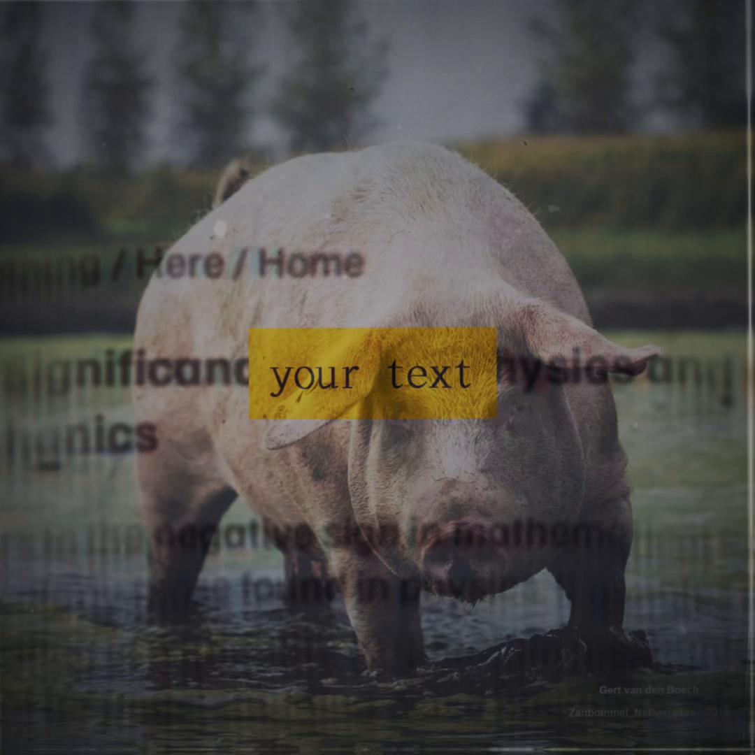 @биг свин🐖