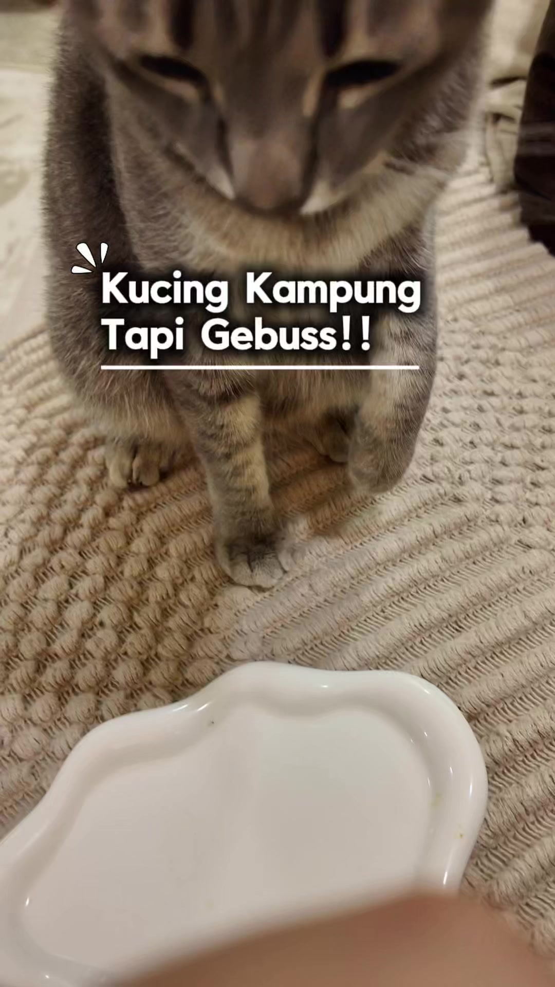 @Eibu Ainee | Cat Mom