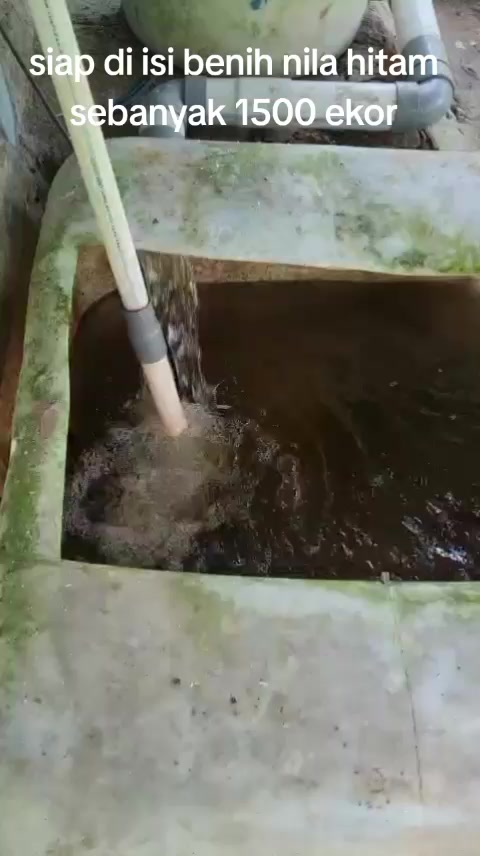 @afdhal koi farm