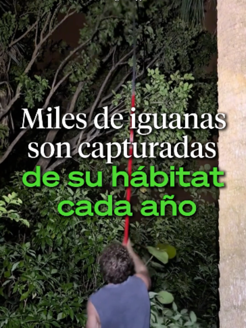 @Ahora Entiendo