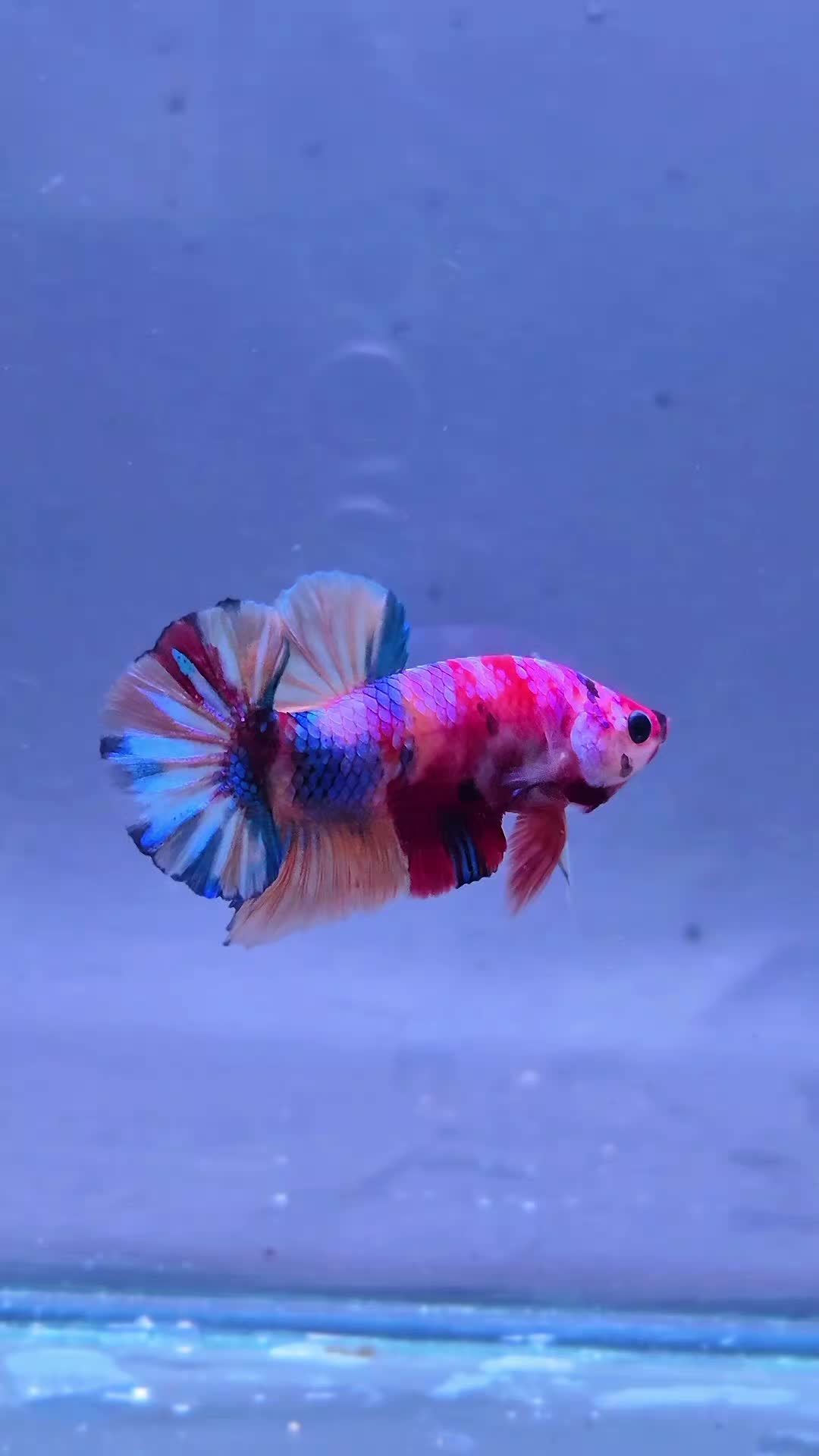 @Sakana Betta Batam