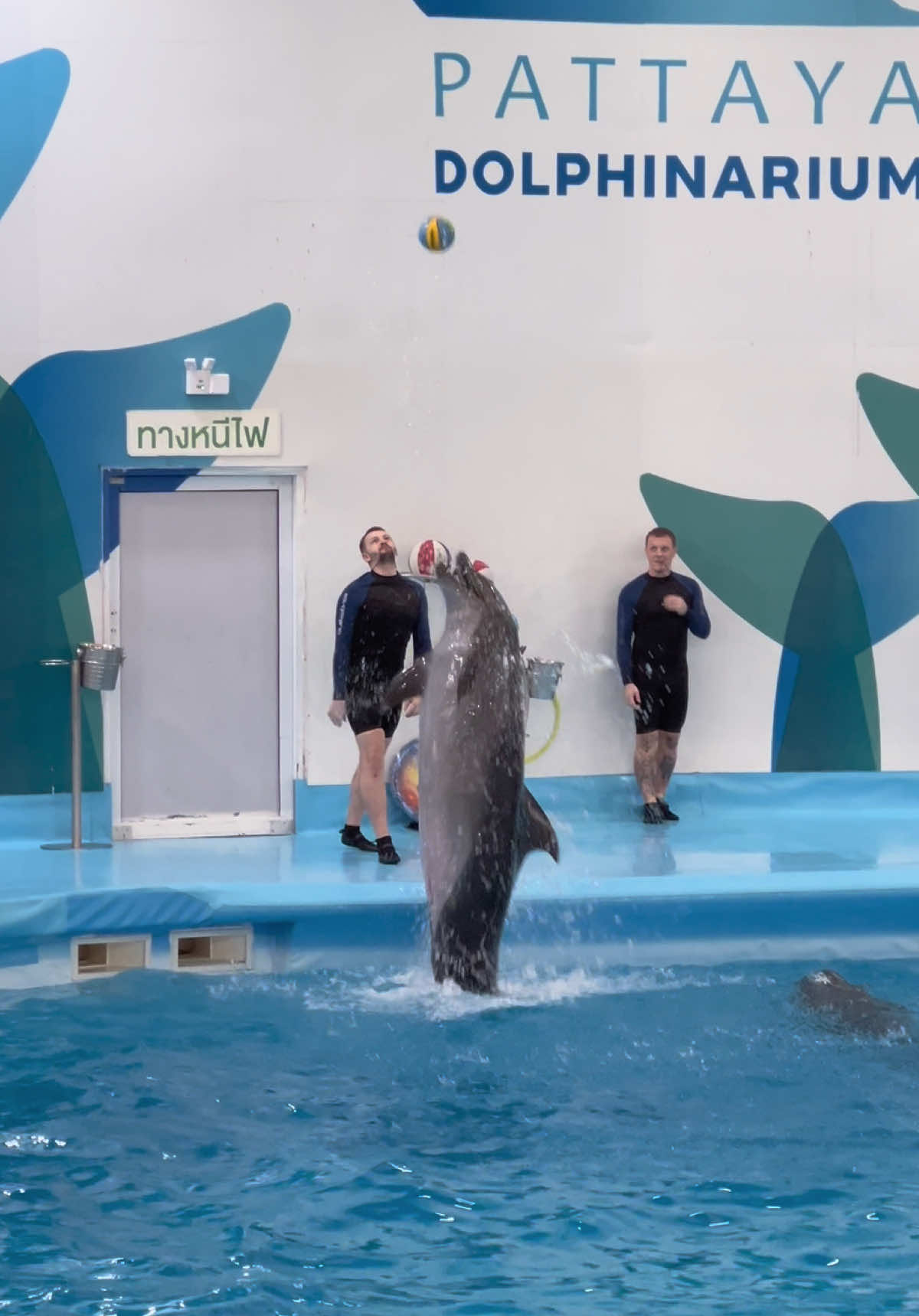 @Pattaya Dolphinarium