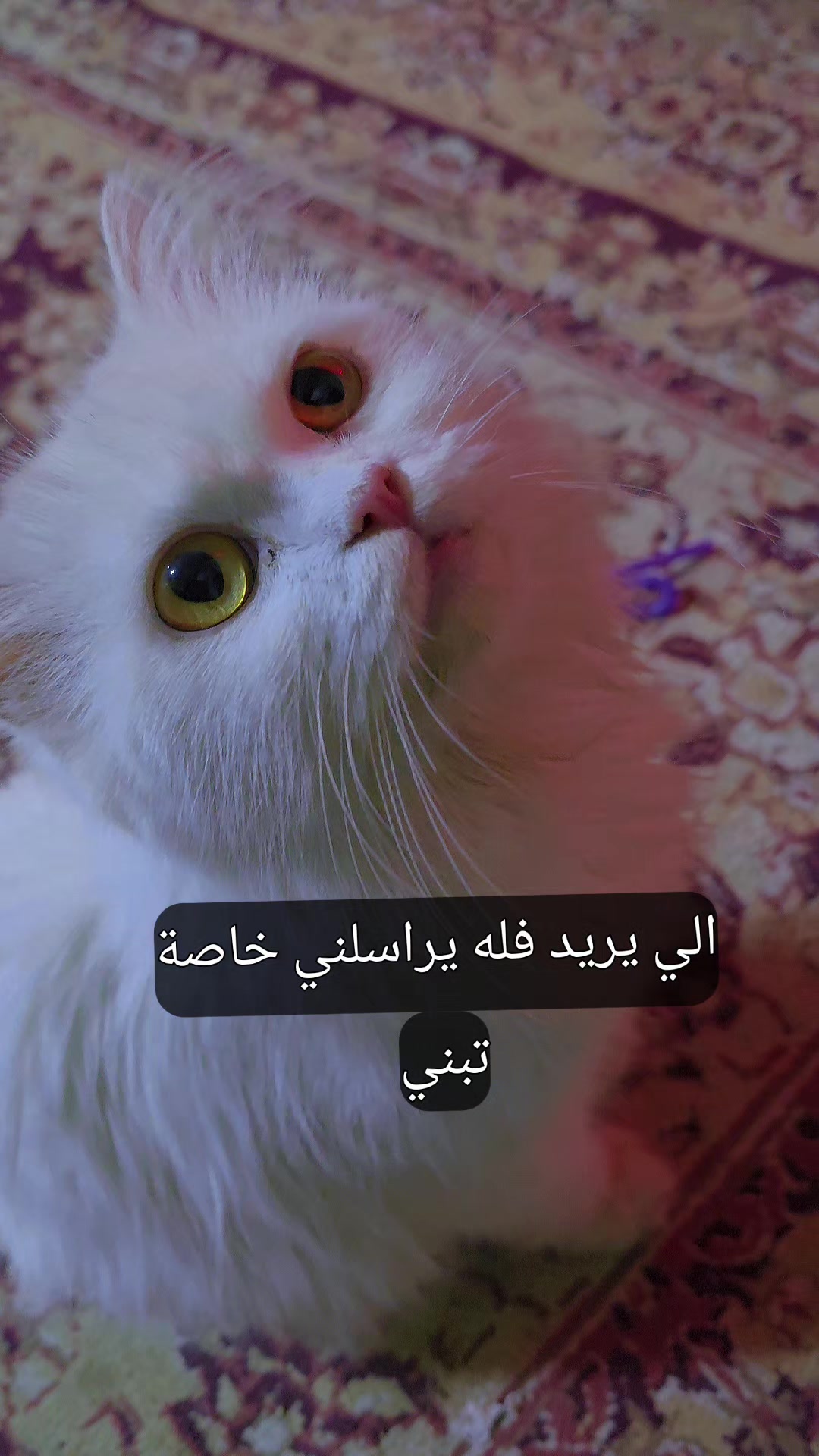 @الكابتن حيدر جابر
