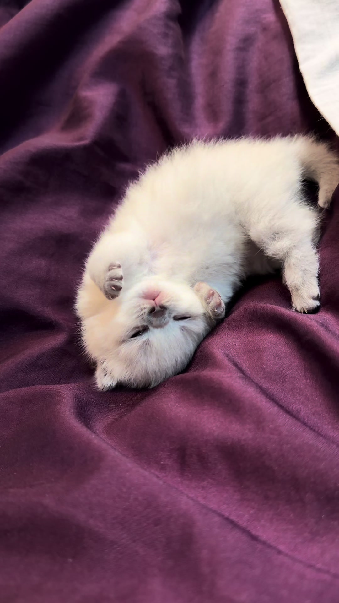 @Трускавецька киця 😻