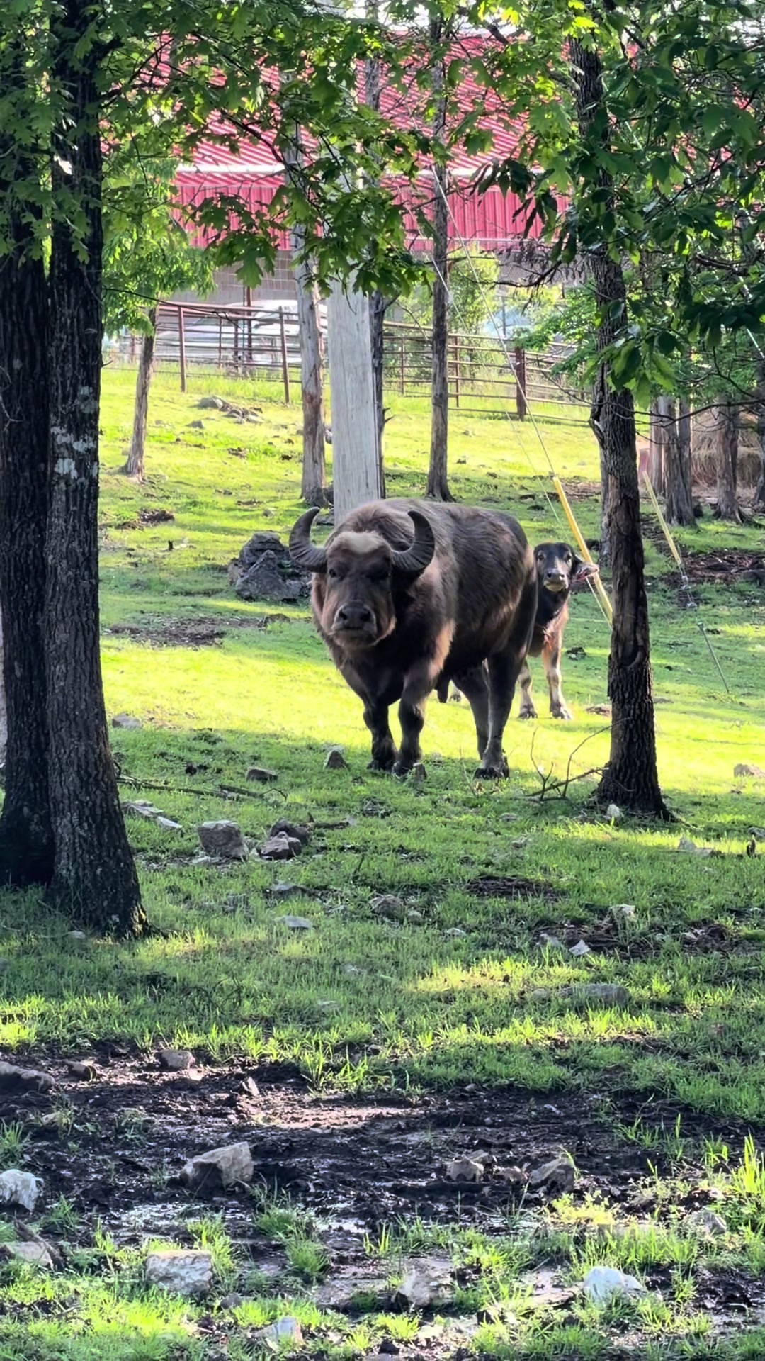 @Bransons Promised Land Zoo