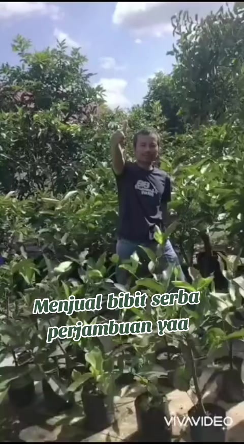 @Bibit khusus samarinda