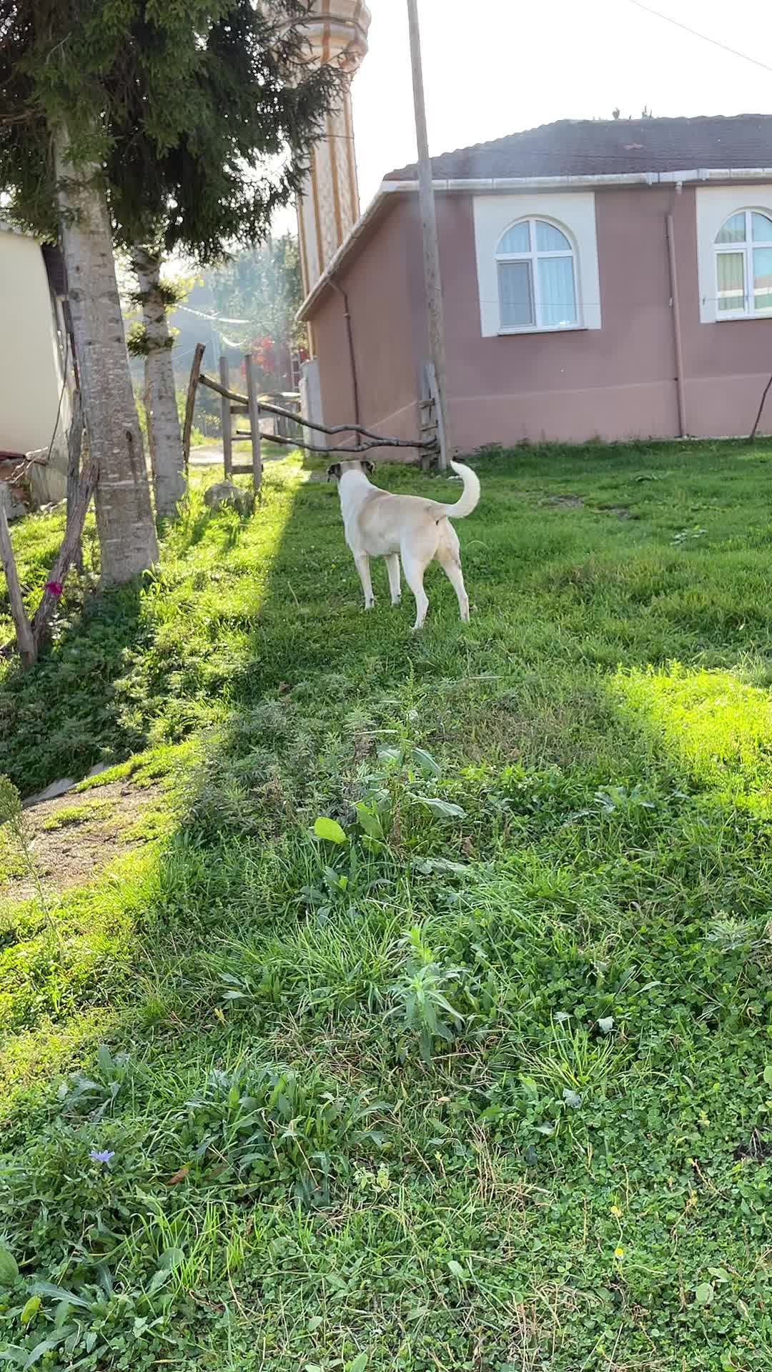 @Kara kurt 🐺