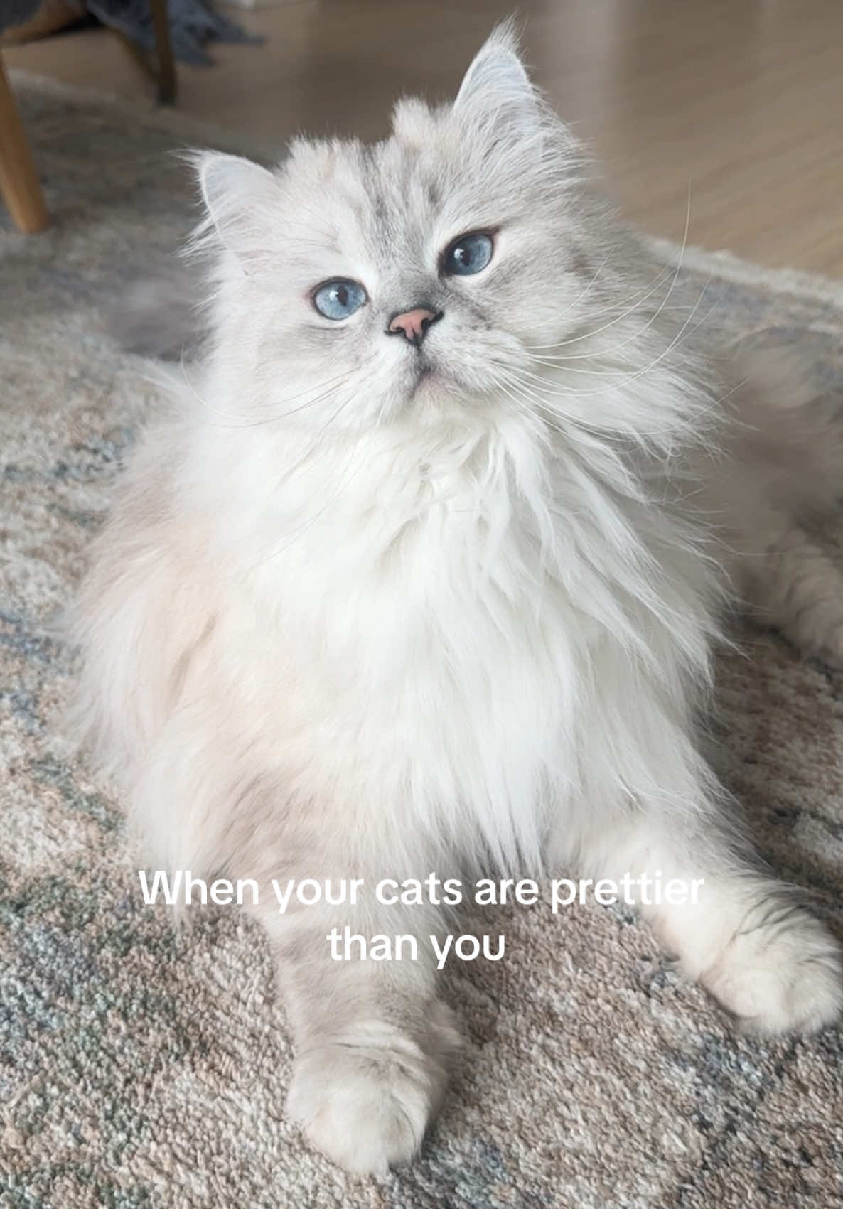 @Merlin Ragdoll