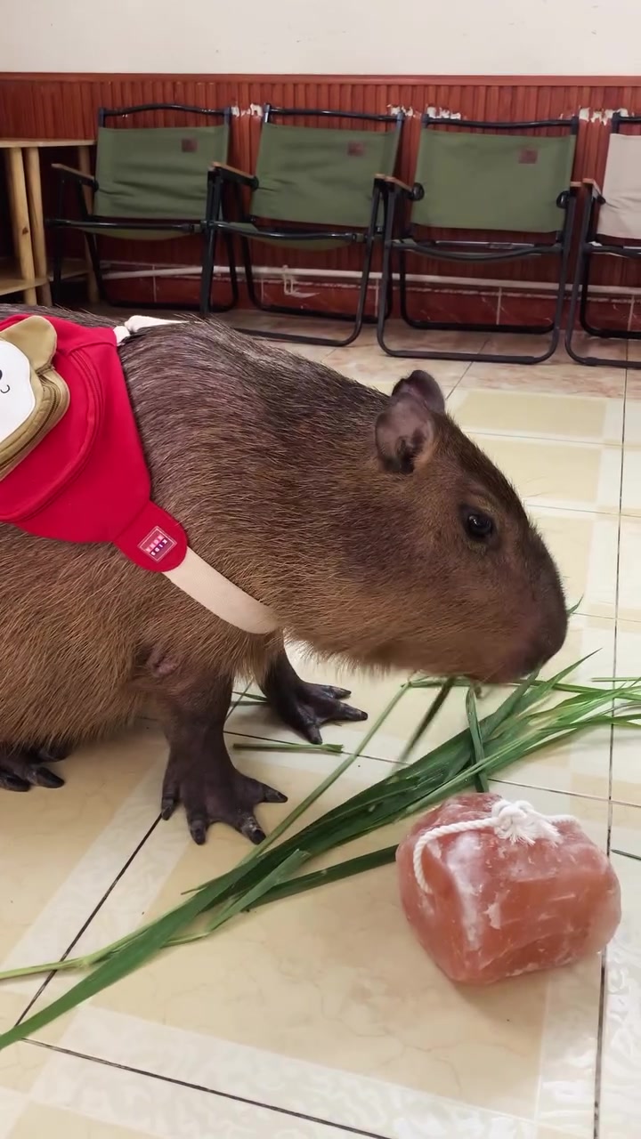 @Capybarabaramedia