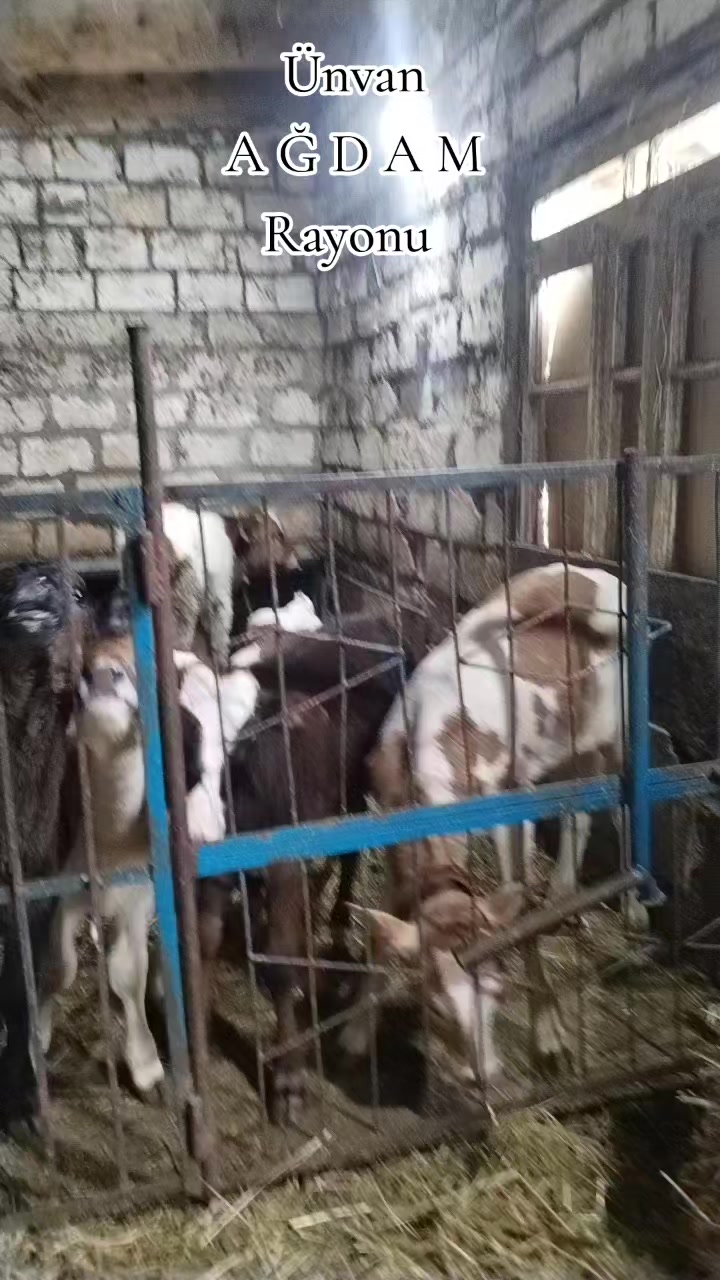 @Сарван 02