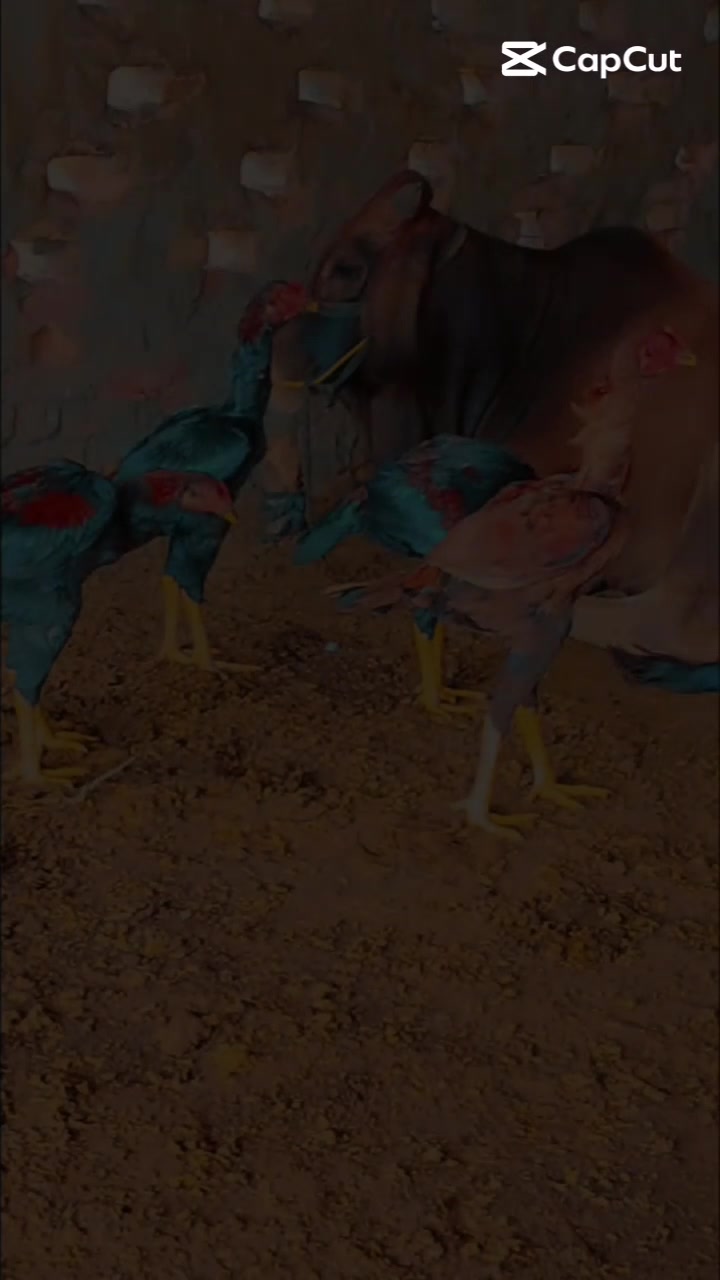 @@𝐀mbarsariy𝐚♨️