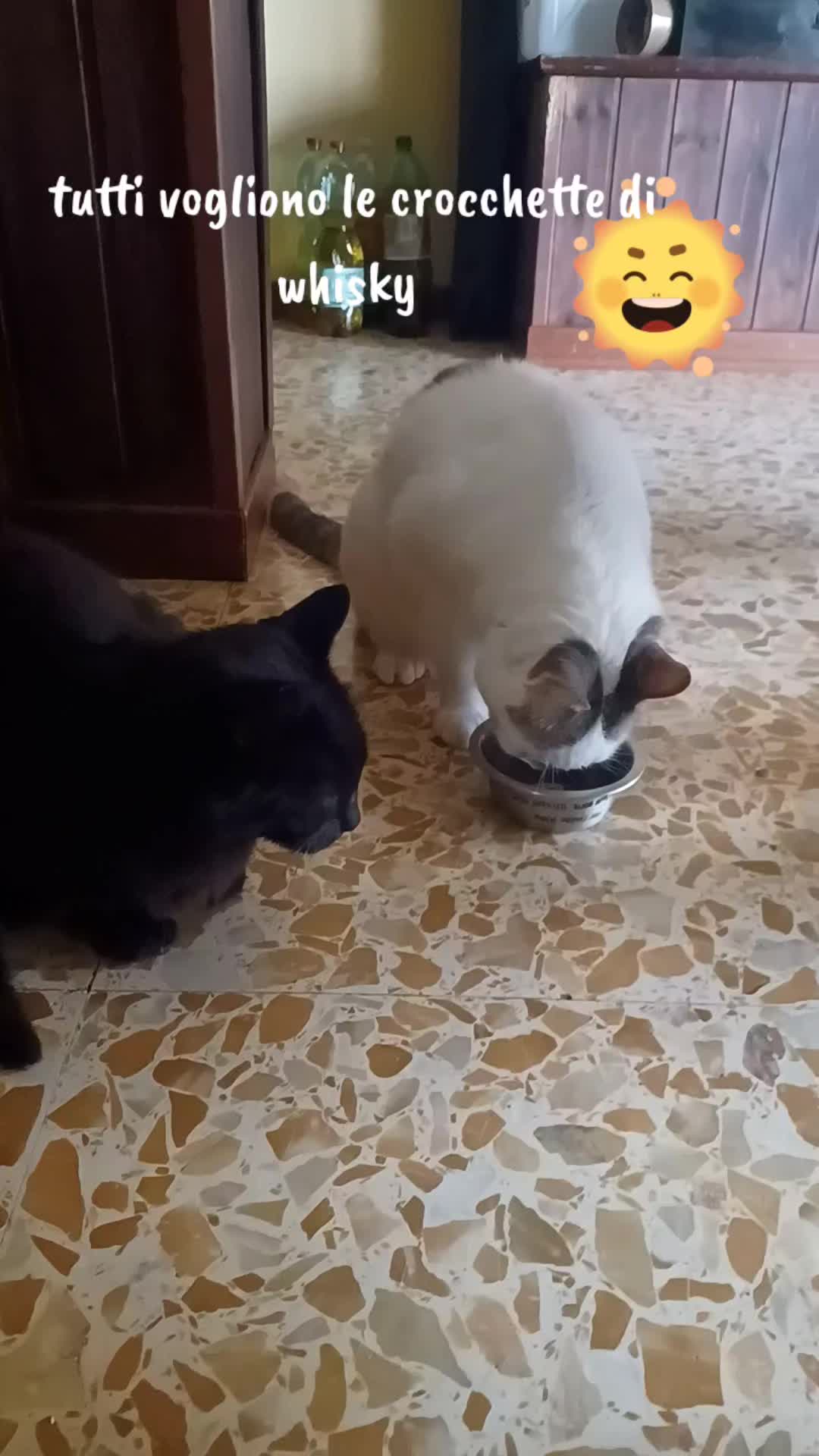 @amica dei gatti