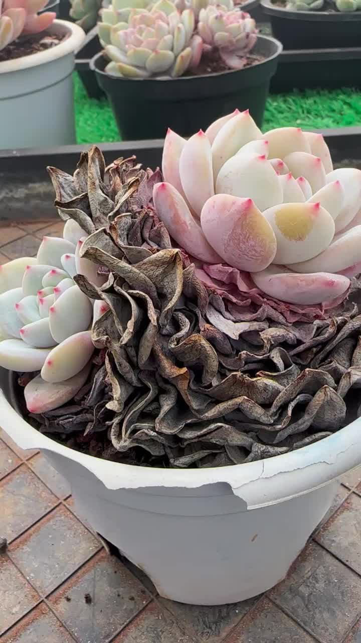 @LushSuccs