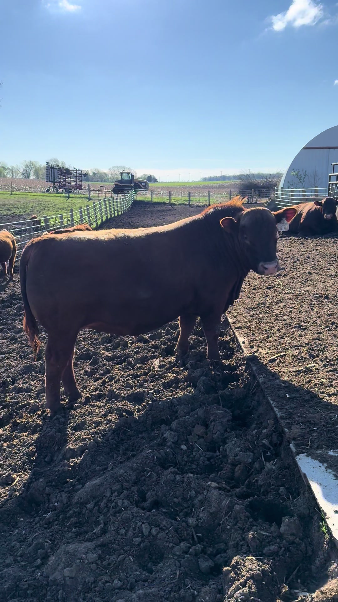 @Circle E Ranch Red Angus MN