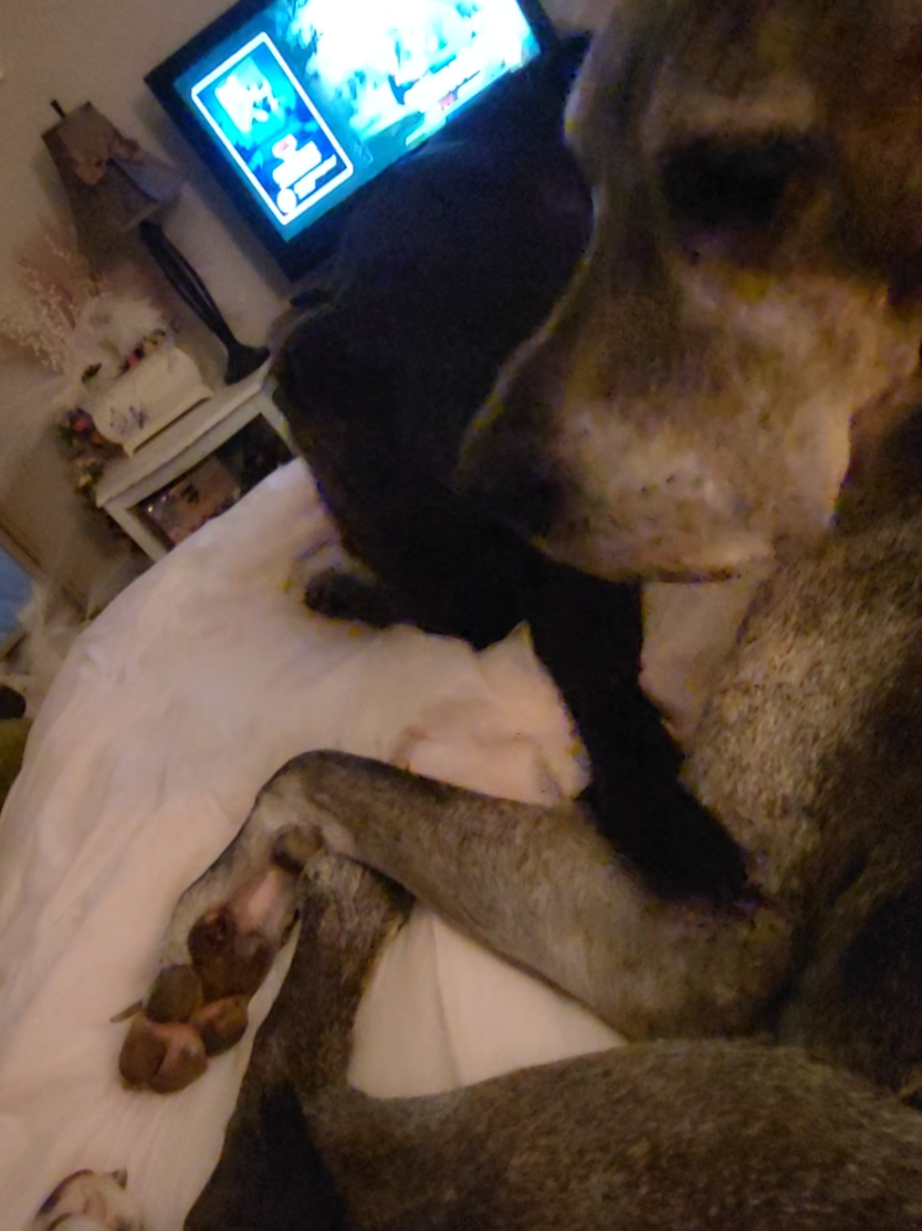 @Dane Mom Life | Big Funny Dog