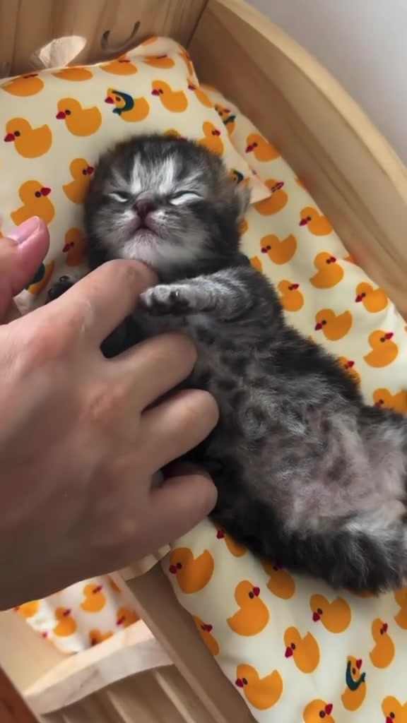@catbosssss