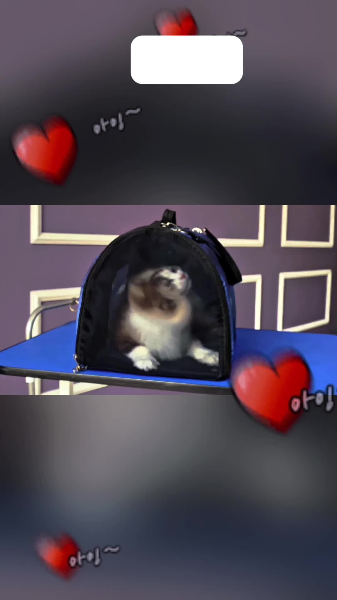 @cute dogs channel