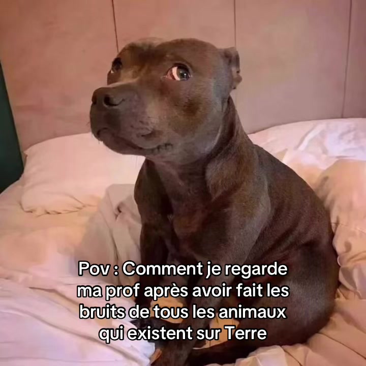 @d4l1_blgcm