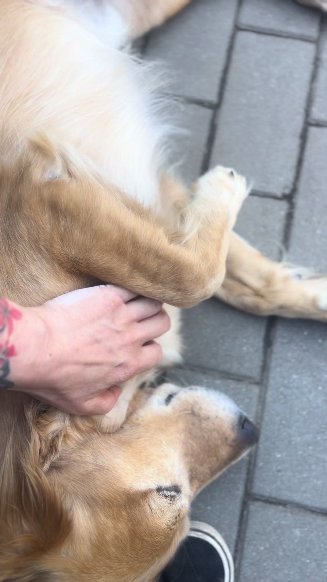@Hunde- und Katzenpension
