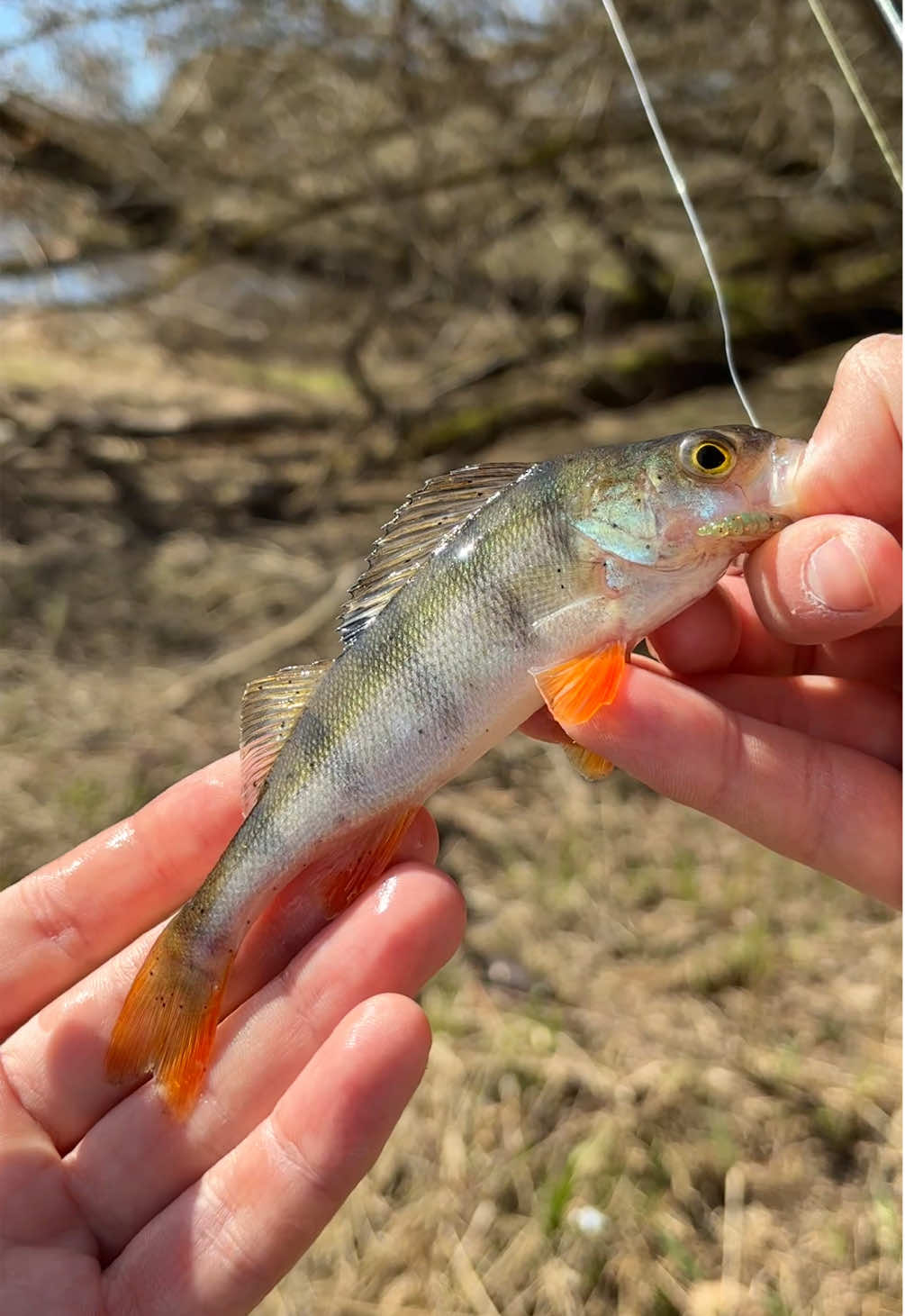 @Максим FastFisher