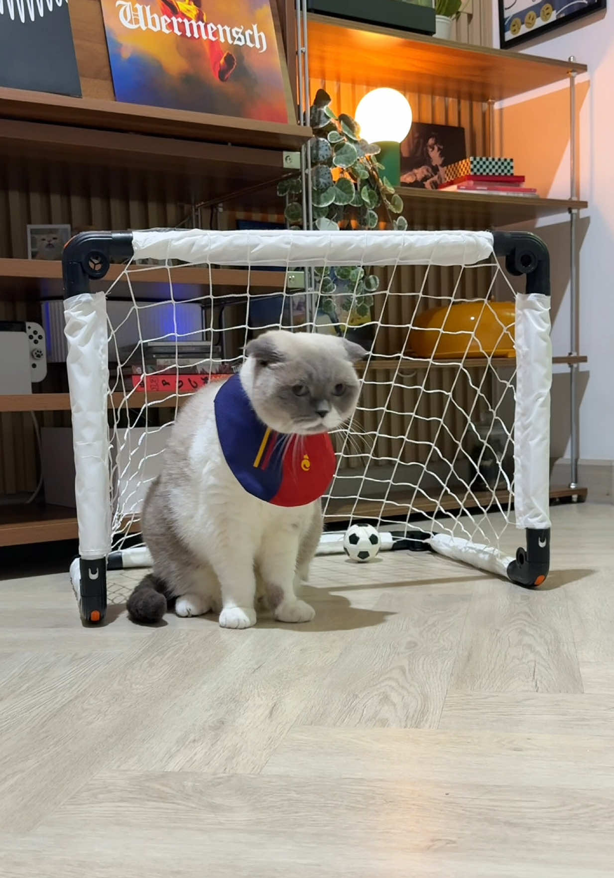 @ชิเอลแมวมึน 😺
