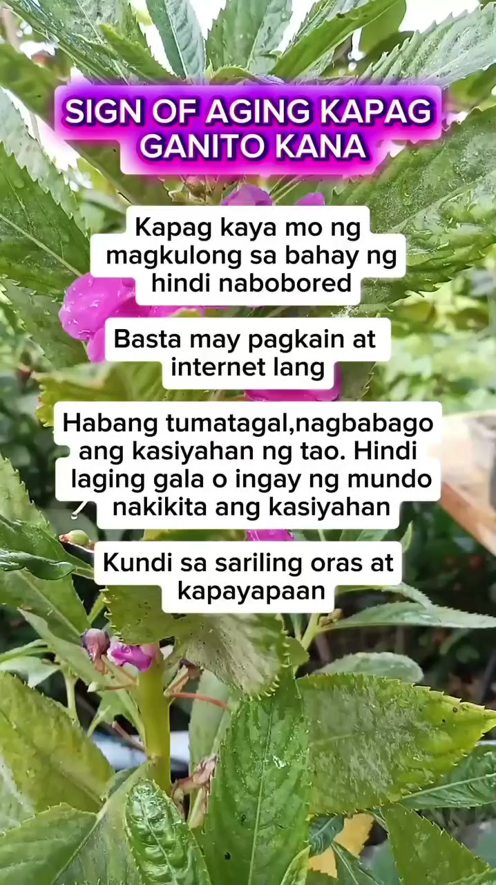 @🐝Tala Hives🐝