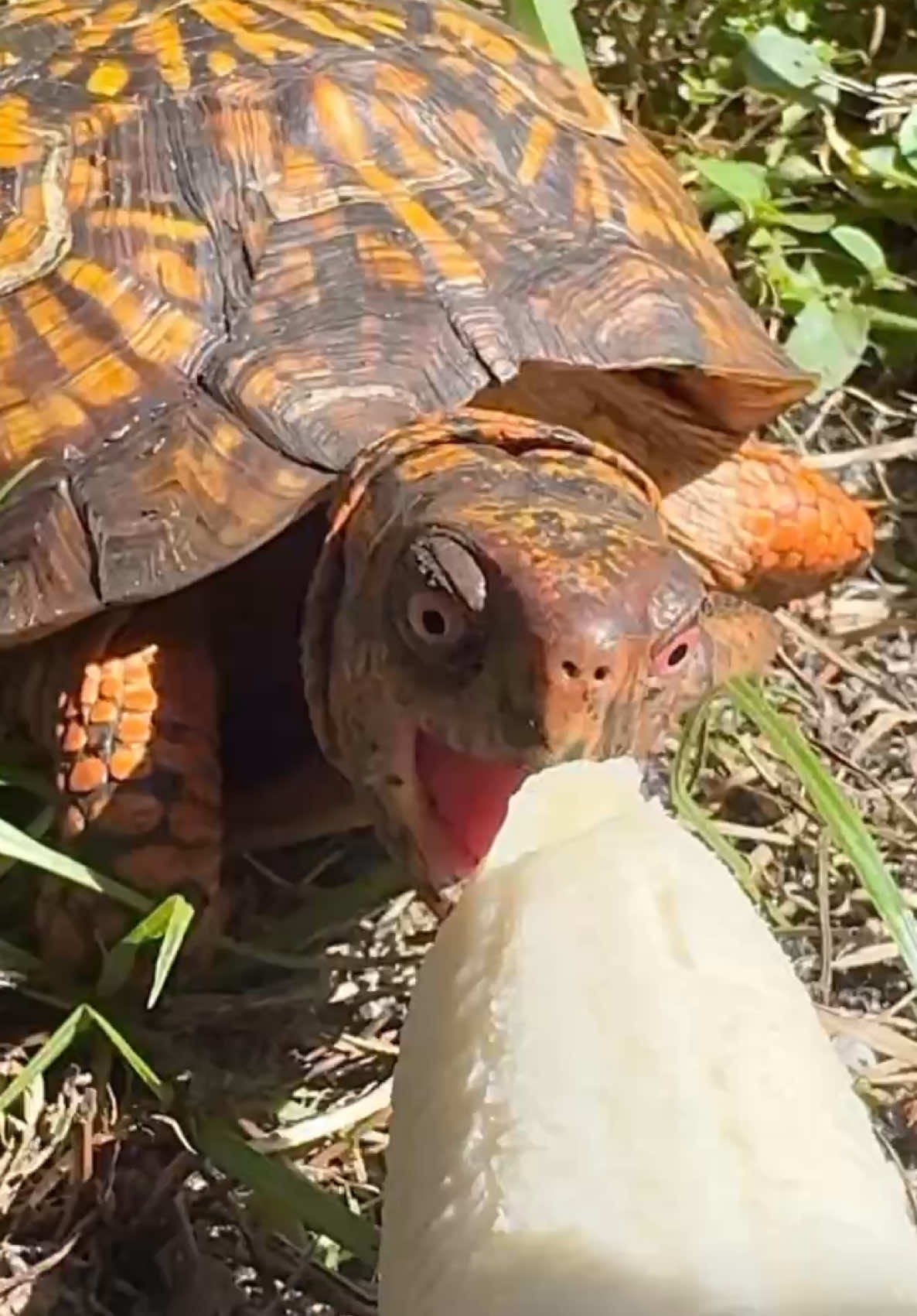 @Tommys_reptiles