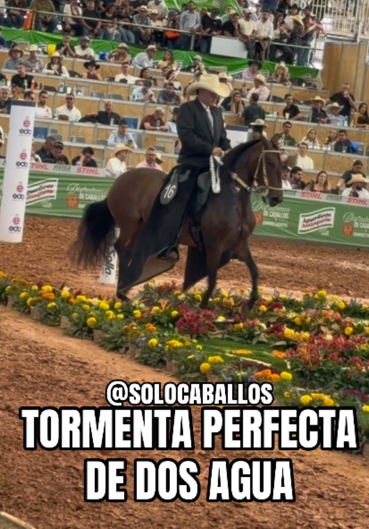 @Solo Caballos