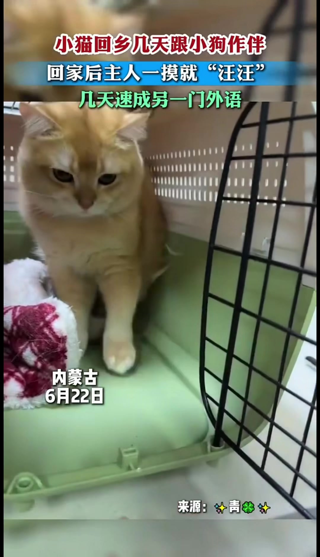 @中国蓝国际