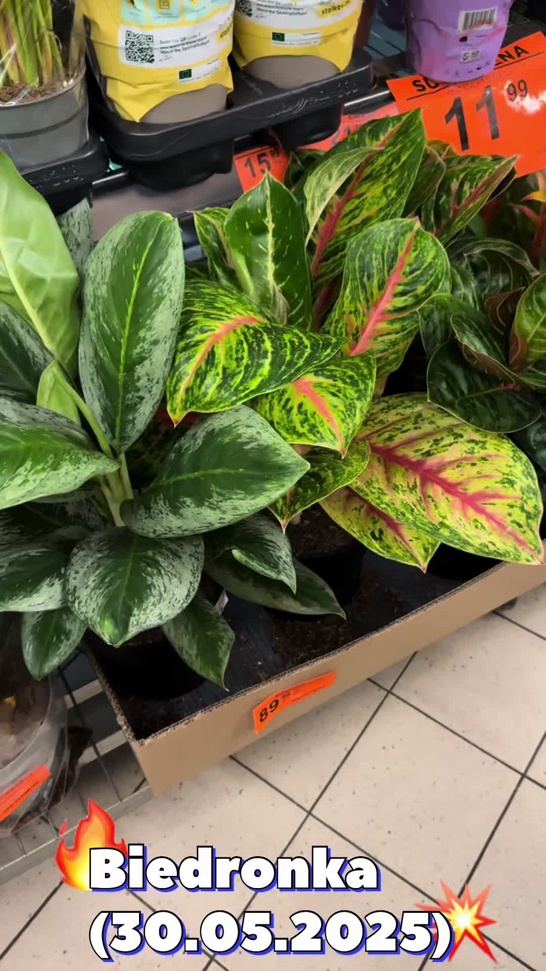 @maciej.plants