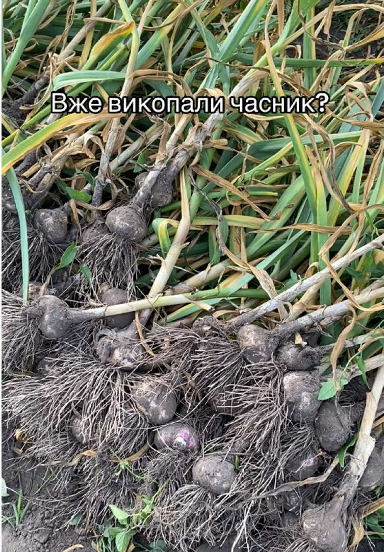 @Дружина фермера
