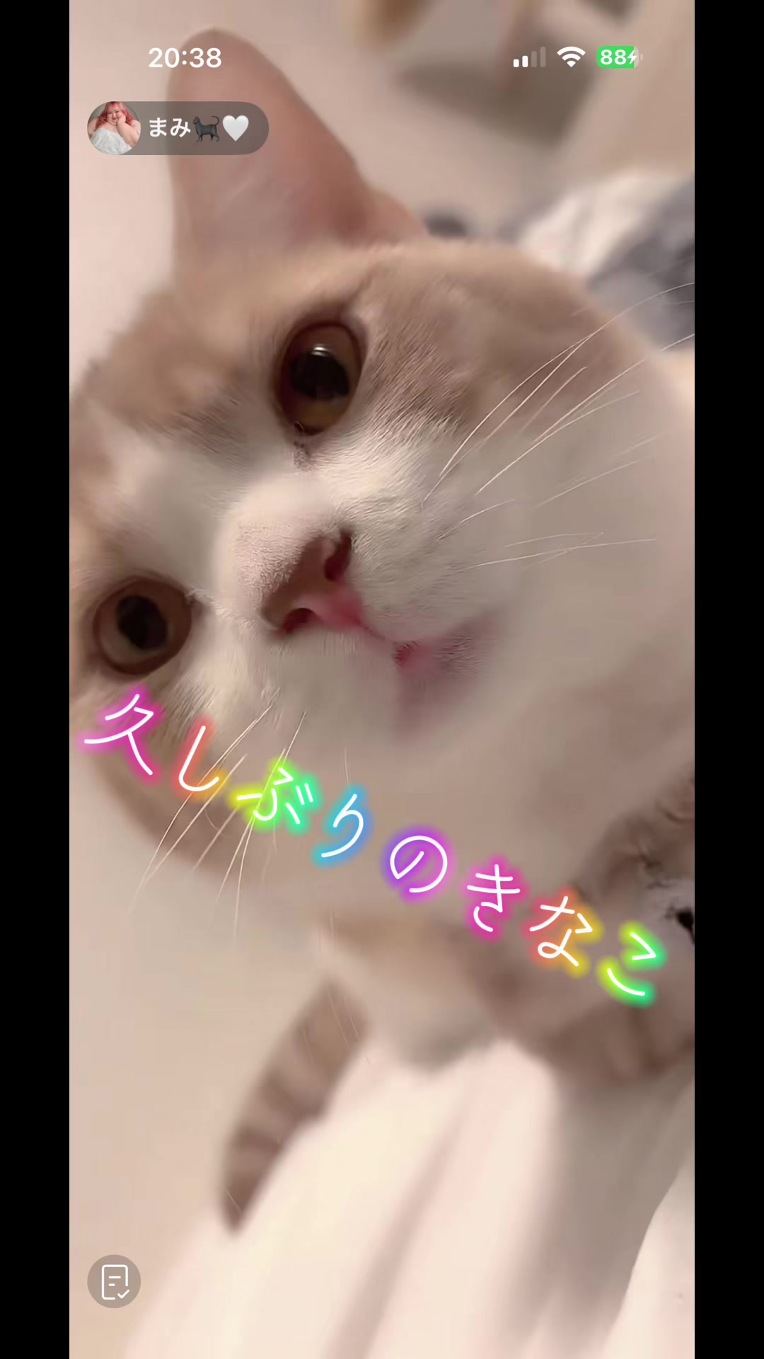 @6.10🎂まみ🐈&zwj;⬛🤍 きなこ🐈&zwj;⬛🤍