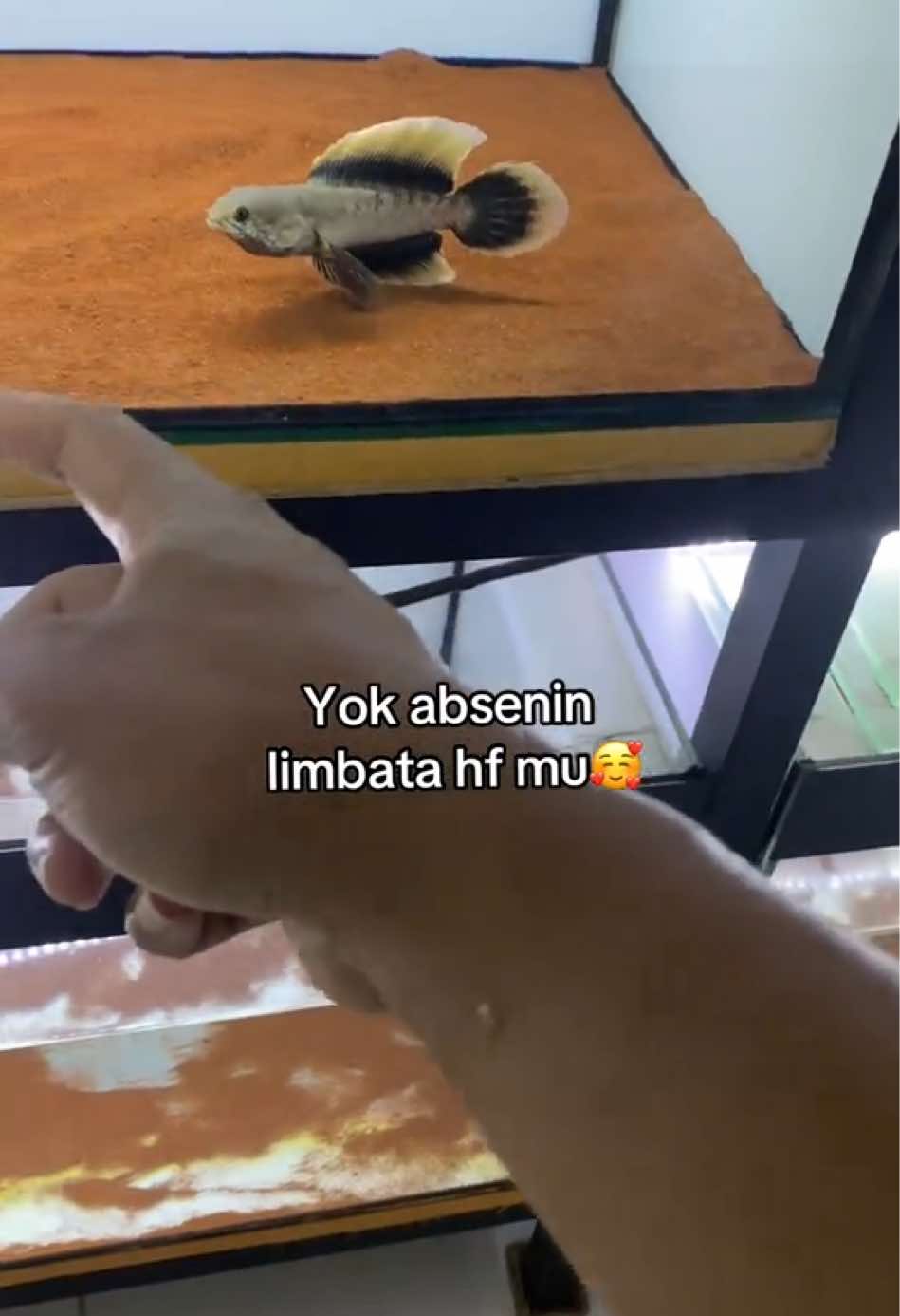 @RULL SNAKEHEAD