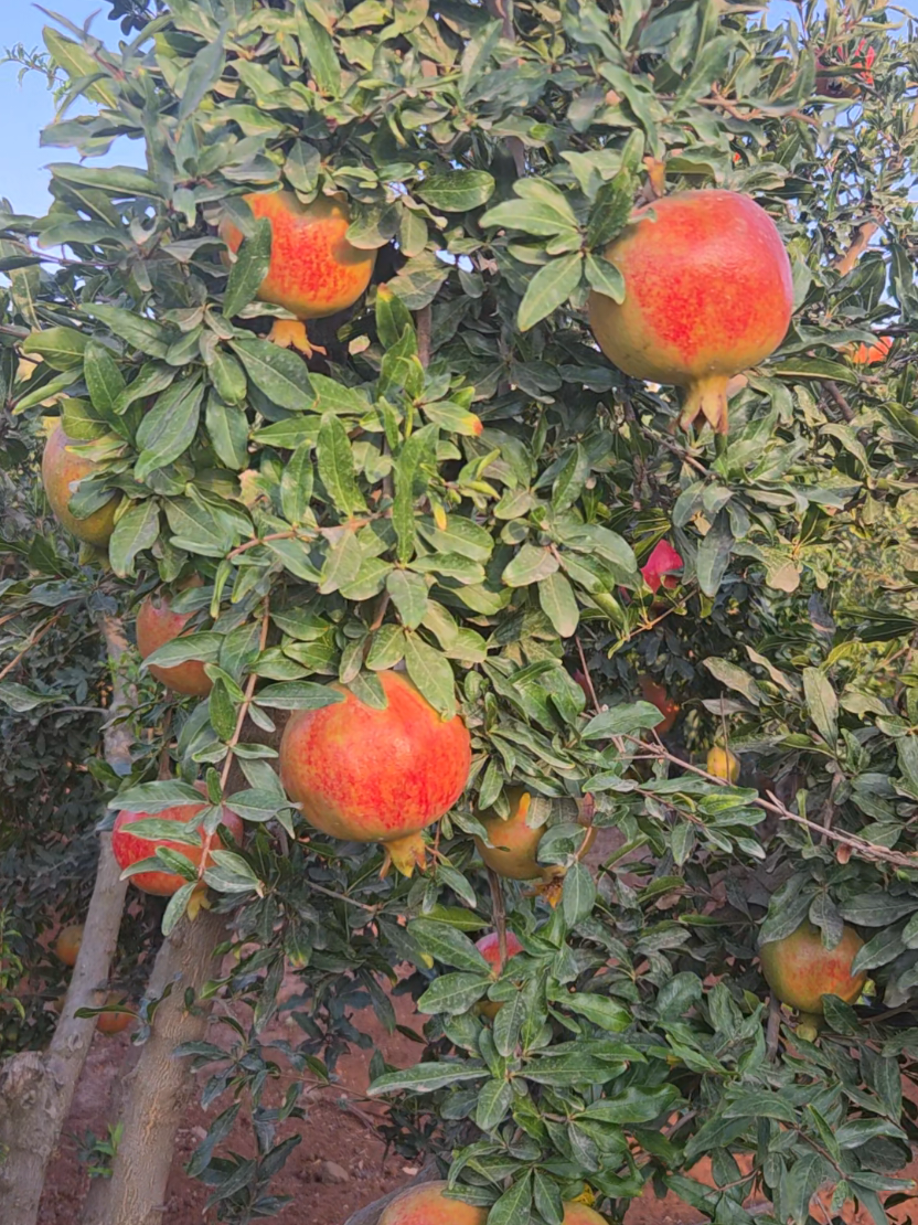 @بشار البيانوني