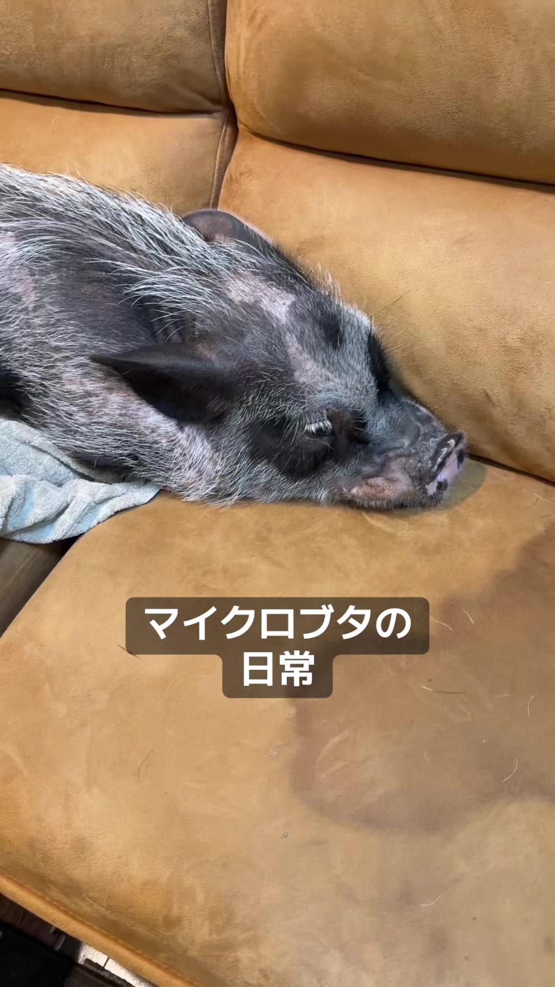 @ほりだいの日常