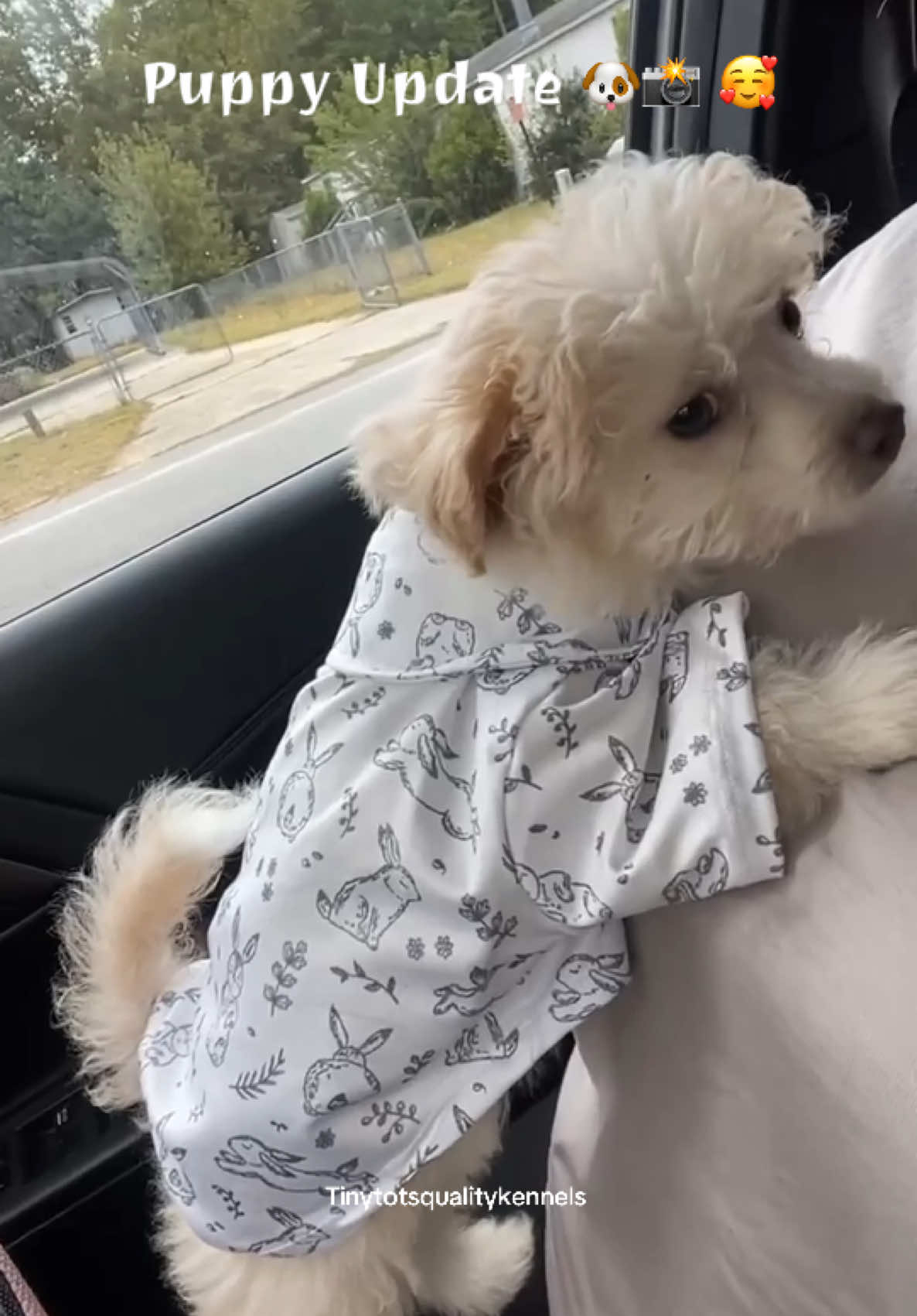 @Dog Lady