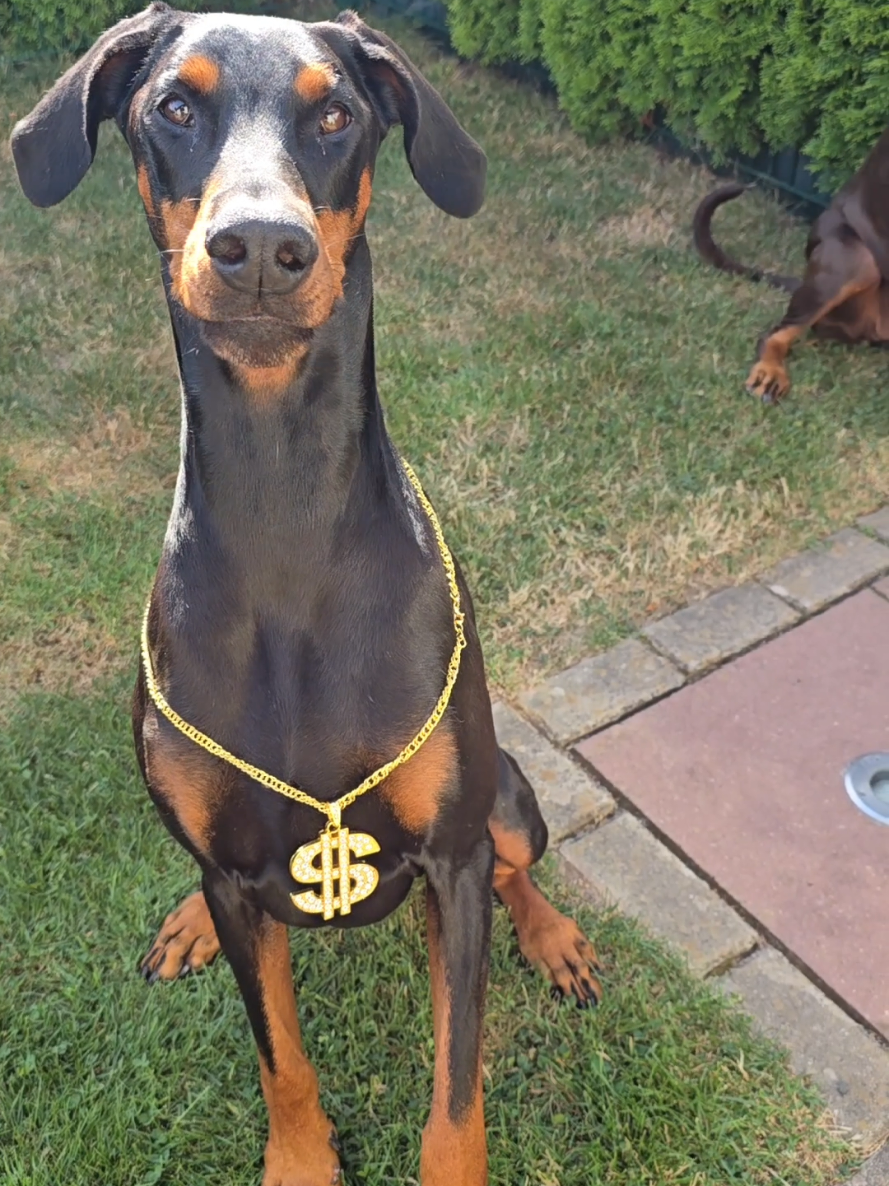 @dobermanndeutschland