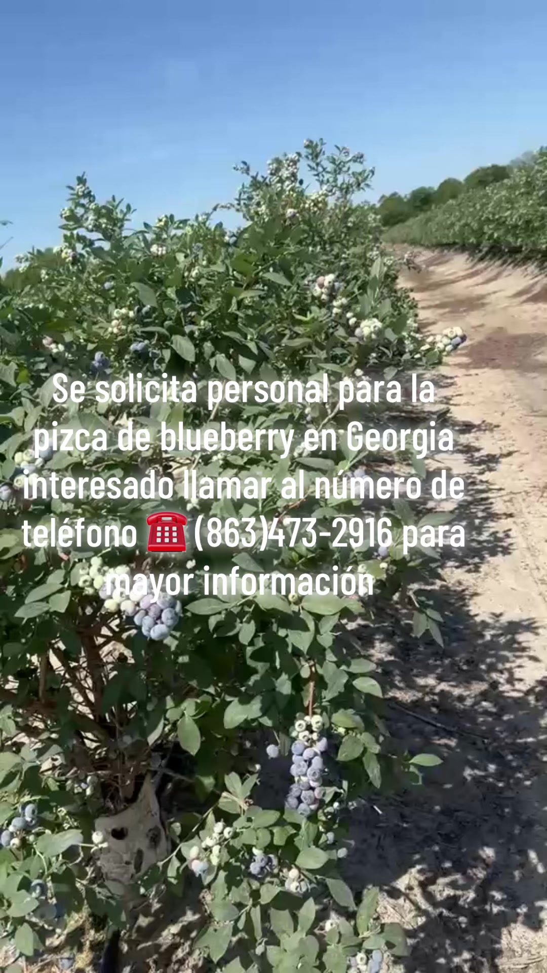 @purarazatrabajadora1