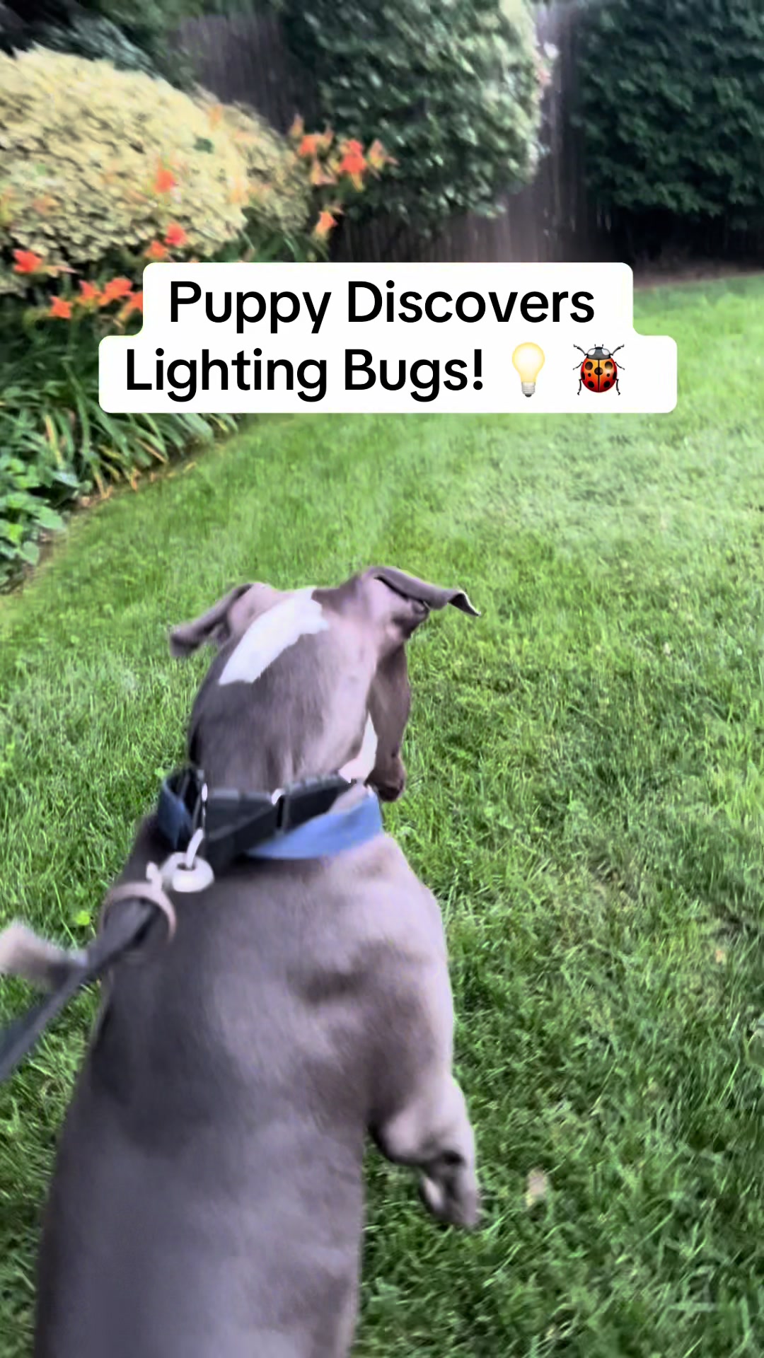 @Pibblingaround