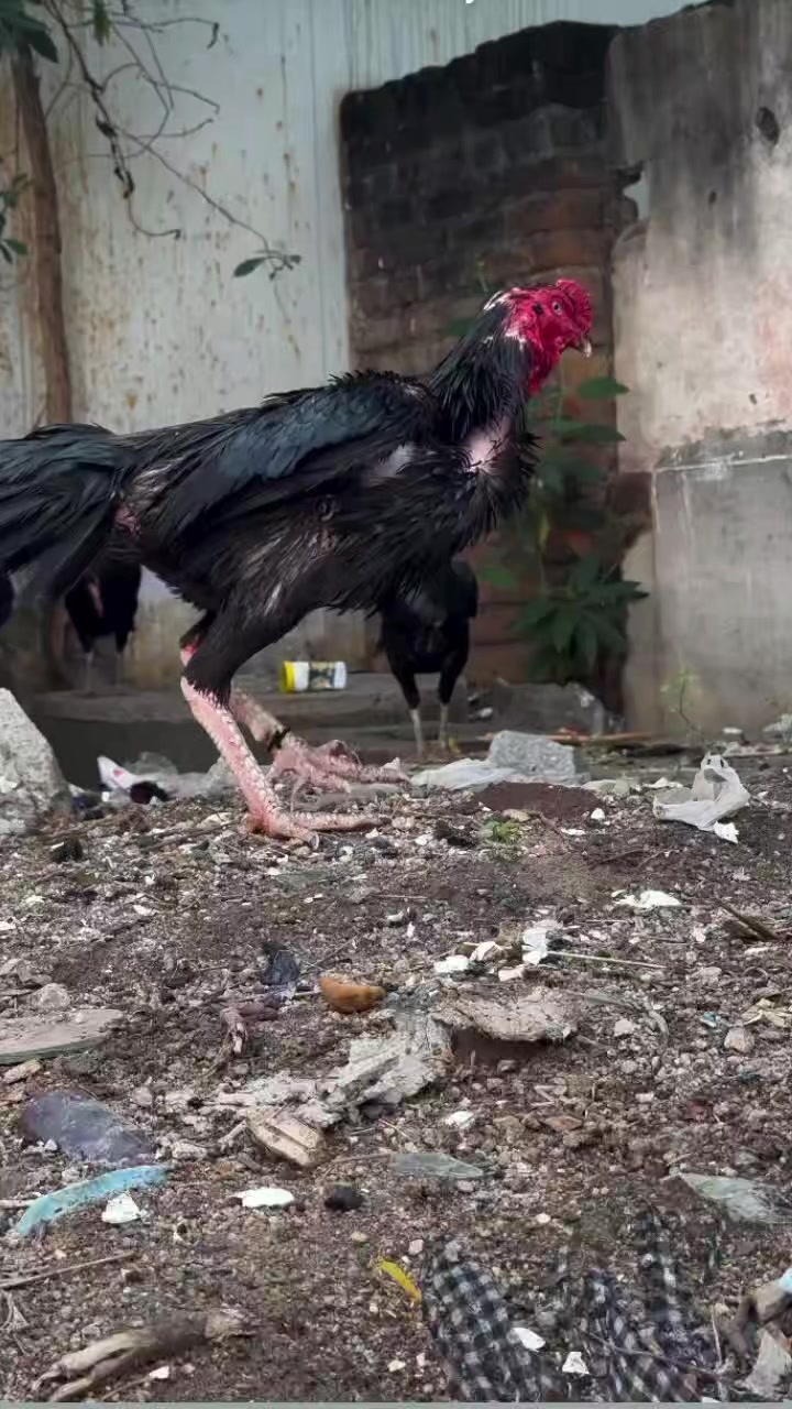 @꧁༒☬ঔৣ 𝓐𝓼𝓮𝓮𝓵ঔৣ☬༒꧂